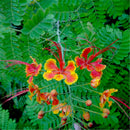 Egrow 20Pcs/Pack Caesalpinia Seeds Caesalpinia Pulcherrima Tree For Home Garden Decoration