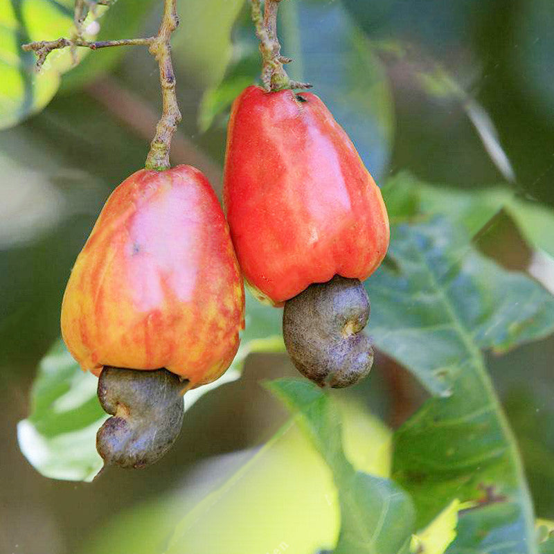 Egrow 10Pcs/Bag Cashew Nuts Seeds Cashew Nuts Tree Seeds Bonsai Flowers Plants for Hoe Garden Seeds