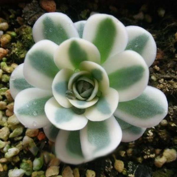 Egrow 100 Pcs/Bag Orostachys Succulents Seeds Green Cactu Seed Indoor Bonsai Flowers Plants Seeds