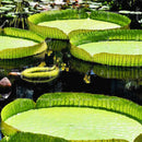Egrow 10 Pcs/Pac Lotus Seeds Lotus Leaf Bonsai Giant Water Lily Flower For Home Garden Flower