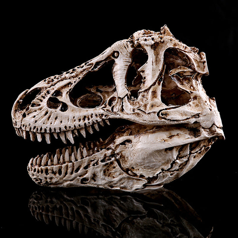 16cm Tyrannosaurus T-Rex Dinosaur Resin Skull Model Collectibles Toys Display Craft Gift