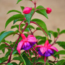 Egrow 10Pcs Gardening Abutilon Striatum Flower Seeds Bonsai Plant Home Gardening Decoration