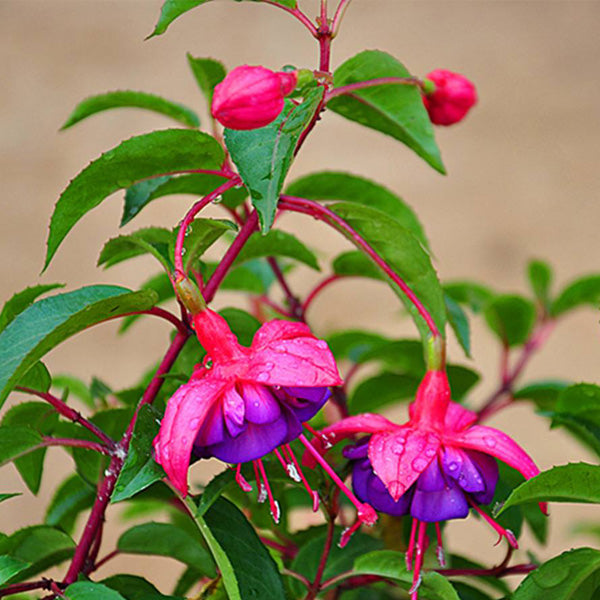 Egrow 10Pcs Gardening Abutilon Striatum Flower Seeds Bonsai Plant Home Gardening Decoration