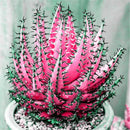 Egrow 100Pcs/Bag Cactus Aloe Seeds Colorful Cactus Rebutia Variety Succulent Flower Potted Seed