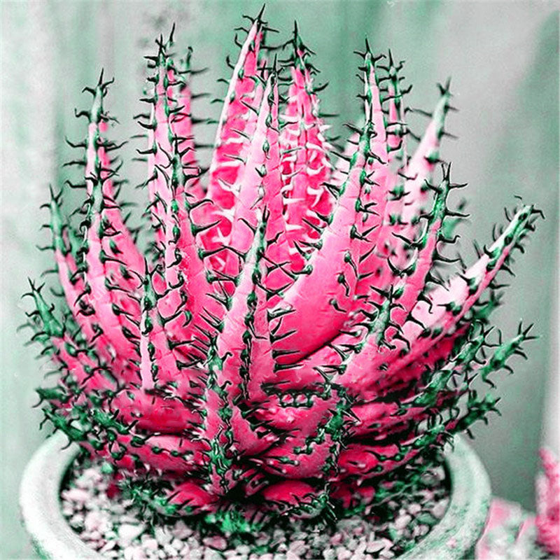 Egrow 100Pcs/Bag Cactus Aloe Seeds Colorful Cactus Rebutia Variety Succulent Flower Potted Seed
