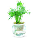 Egrow 30 PCS/Pack Lucky Bamboo Seeds Choose Potted Bonsai Variety Complete Dracaena Plant Hight Budding Rate