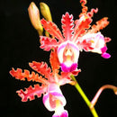 Egrow 20pcs/Bag New Sementes Rare Orchid Seeds Flower Orchid Seeds For Home Garden Plants