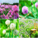 Egrow 1000Pcs/Pack Gram Chive Seeds Herb Flower Vegetable Home Garden Edible Plants