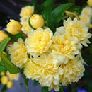 Egrow 20Pcs/pack Jasmine Seeds Double Murraya Paniculata Bonsai Evergreen Plants Satinwood Lakeview White Fragrant Flowers