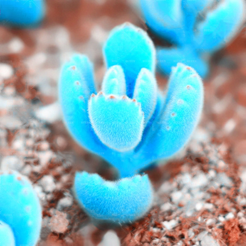 Egrow 100Pcs/Bag Mini Blue Lithops Seeds Rare Succulent Potted Bonsai Flower Seed