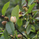 Egrow 30 Pcs/Pack Orchid Seeds Michelia Figo Tree Plant Michelia Figo Folwer Seeds