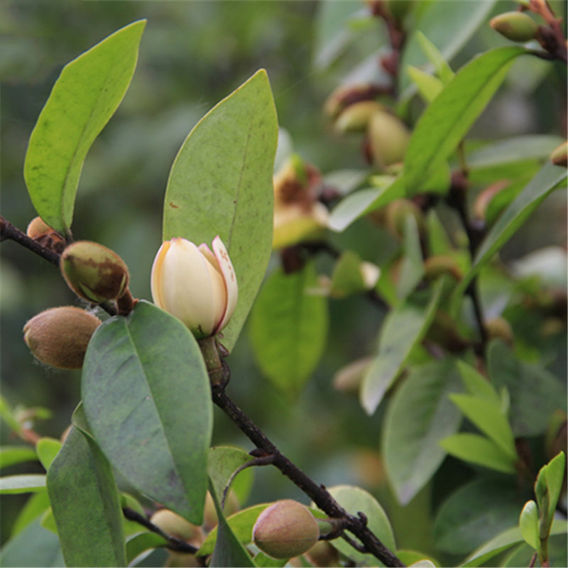 Egrow 30 Pcs/Pack Orchid Seeds Michelia Figo Tree Plant Michelia Figo Folwer Seeds