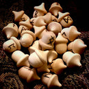 10pcs Novelty Waldorf Acorns DIY Unfinished Wood Craft Wedding Decoration