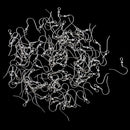 100 Pieces Coil Ear Wire Hooks DIY Earrings Hooks For Women Jewelry Findings