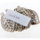 10 Pieces Solid Wood Unfinished Wooden Leaf Shape Board Craft Tags with Holes