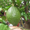 20Pcs Lime Seeds Citrus Aurantifolia Organic Fruit Seeds Lemon Tree Bonsai for Home Garden