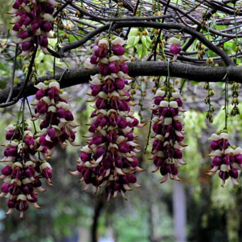 Egrow 16 Pcs/Pack Mucuna Birdwoodiana Tree Seeds Flower Seeds Home Garden Decoration