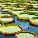 Egrow 10 Pcs/Pac Lotus Seeds Lotus Leaf Bonsai Giant Water Lily Flower For Home Garden Flower