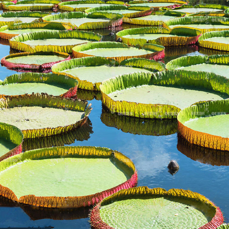 Egrow 10 Pcs/Pac Lotus Seeds Lotus Leaf Bonsai Giant Water Lily Flower For Home Garden Flower