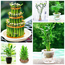 Egrow 30 PCS/Pack Lucky Bamboo Bonsai Seeds Small Potted Plants Purify Dracaena Plantas Planting Simple for Home Garden