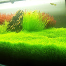 Egrow 1000Pcs/Bag Aquarium Plants Seeds Artificial Aquarium Plant Decoration Fish Tank Submersible