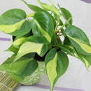 Egrow 100 Pcs/Pack Philodendron Seeds Philodendron Bonsai Vine Leaf Indoor Plants Anti Radiation Absorb Dust Tree Bonsai