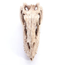 Resin Ceratosaurus Dinosaur Skull Fossil Model Collectible Craft Gift Decorations