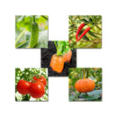 Egrow 10 Kinds Mixed Vegetable Seeds Real Green Non-gmo Organic Vegetable Seeds Edible Planting