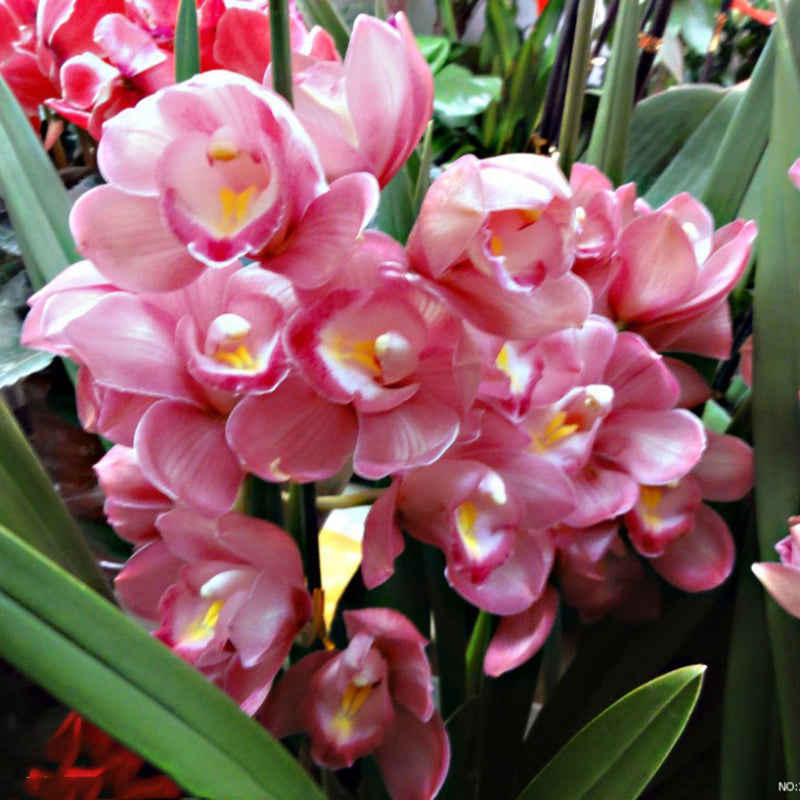 Egrow 30PCS/Pack Cymbidium Orchid Seeds Dark Red Cymbidium Orchid Bonsai Home Garden Flower Bonsai Indoor Potted Plants