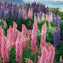 Egrow 100pcs Mix Color Lupine Bonsai Plants Seeds Annual Succulent Groundcover Flower Bonsais Potted Planting For Home Garden