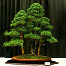 Egrow 20PCS/Bag Juniper Bonsai Tree Seeds Garden Potted Flowers Office Bonsai Purify the Air Absorb Harmful Gases