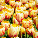 Egrow 120Pcs/Pack Tulip Flower Seeds Purple White Edge Flowers Perennial Home Garden Potted Plants