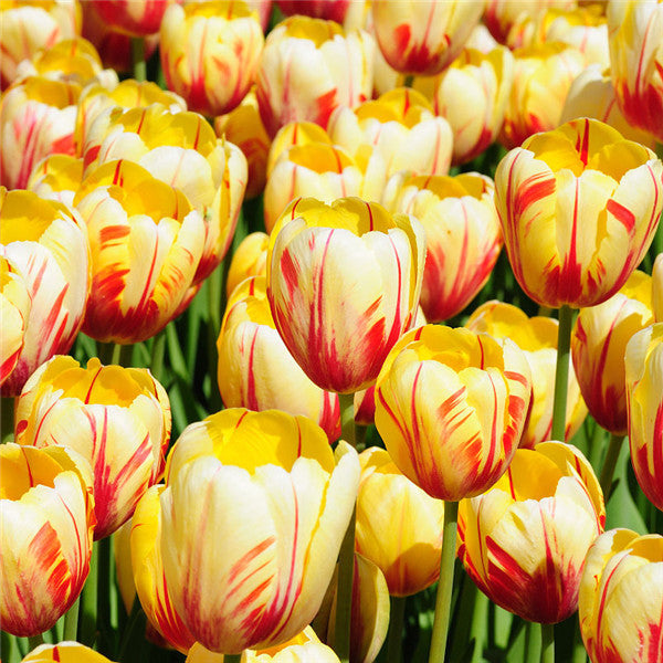 Egrow 120Pcs/Pack Tulip Flower Seeds Purple White Edge Flowers Perennial Home Garden Potted Plants