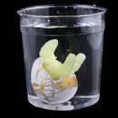 3 Pcs Magic White with Color Crack Dinosaur Hatching Dino Pet Hatch-Grow Eggs Children Toy