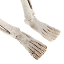 Skeleton Bone Skull for Halloween Prop Fancy Dress Party Haunted House DÃ©cor