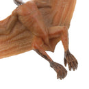 Kids Story Telling Animal Figure Showcase Display Model Educational Toy - Pterodactylus