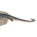 Realistic PVC Animal Skate Fish Model Action Figures Kids Playset Toys