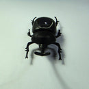 Novelty Solar Beetle Sunshine Powered Insects Animals Model Kids Fun Toy