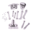 DIY Assembled Human Skeleton Bone Structure Science Experiment Accessories Children Educational Toy