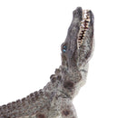 Lifelike PVC Animal Model Action Figures Kids Nature and Science Educational Toy Crocodylus Niloticus