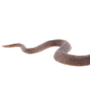 Realistic Animal Snake Model Figurine Action Figures Kids Toy Playset Story Telling Props Collectibles