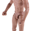 12inch Wide Shoulder Muscular Male 1/6 Figure Body wi/ Neck for TTM18 TTM19 Headsculpt
