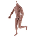 12inch Wide Shoulder Muscular Male 1/6 Figure Body wi/ Neck for TTM18 TTM19 Headsculpt