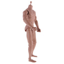 12inch Wide Shoulder Muscular Male 1/6 Figure Body wi/ Neck for TTM18 TTM19 Headsculpt