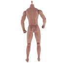12inch Wide Shoulder Muscular Male 1/6 Figure Body wi/ Neck for TTM18 TTM19 Headsculpt