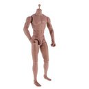 12inch Wide Shoulder Muscular Male 1/6 Figure Body wi/ Neck for TTM18 TTM19 Headsculpt