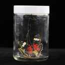 Novelty Solar Powered Bottle Butterfly Dancing Toy Gift Fairy Garden DÃ©cor