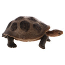 Realistic Animal Model Figurine Action Figures Educational Toy Tortoise