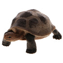 Realistic Animal Model Figurine Action Figures Educational Toy Tortoise