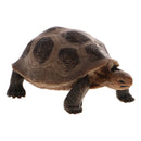 Realistic Animal Model Figurine Action Figures Educational Toy Tortoise